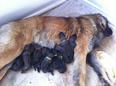 Des Quatre étincelles - Gemma est maman !