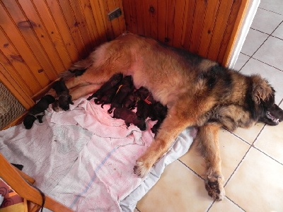 Des Quatre étincelles - Darwin de nouveau Papa !