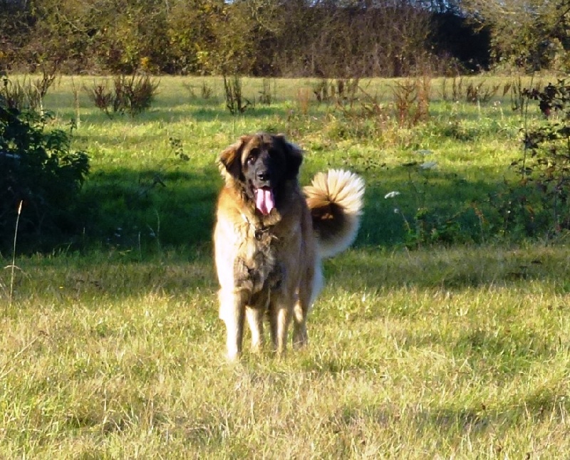 Darling dite daisy Des Trois Saint Pierre