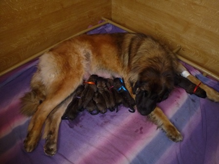 Des Quatre étincelles - Leonberger - Portée née le 20/03/2012